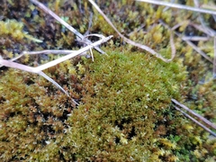 Ptychostomum pseudotriquetrum