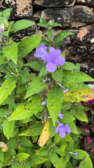 Ruellia caroliniensis