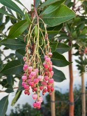 Arbutus