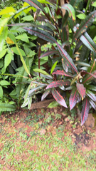 Codiaeum variegatum