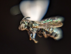 Ceratina