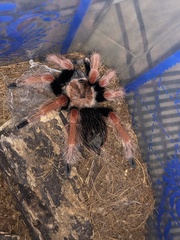 Brachypelma