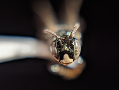 Ceratina
