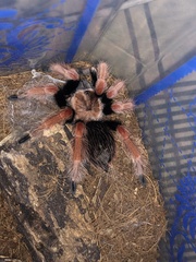 Brachypelma