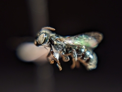 Ceratina