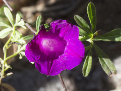 Ipomoea plummerae