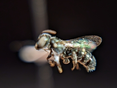 Ceratina