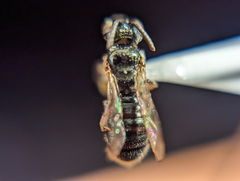 Ceratina