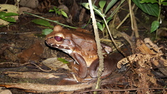 Leptodactylus rhodomerus