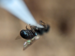 Ceratina