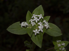 Crusea longiflora