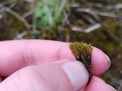 Ptychostomum pseudotriquetrum