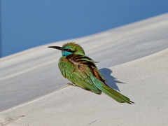 Merops cyanophrys