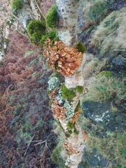 Hypocreopsis rhododendri