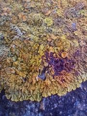 Xanthoria calcicola