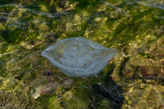 Rhizostoma pulmo