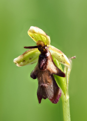 Ophrys insectifera