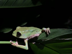 Phyllomedusa