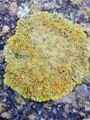 Xanthoria calcicola