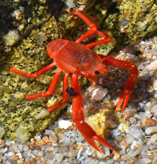Grimothea planipes