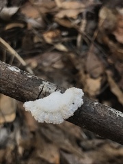 Schizophyllum