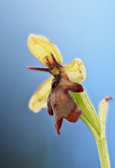 Ophrys insectifera