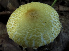 Lepiota clypeolaria