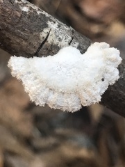 Schizophyllum