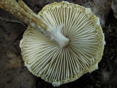 Lepiota clypeolaria
