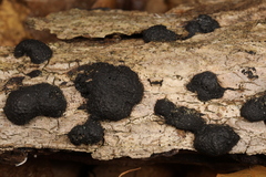 Hypoxylaceae