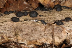 Hypoxylaceae