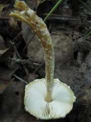 Lepiota clypeolaria