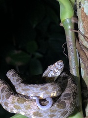 Bothrops atrox