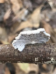 Schizophyllum