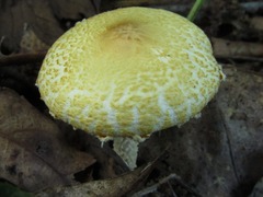 Lepiota clypeolaria