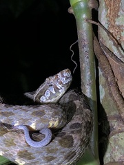 Bothrops atrox