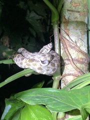 Bothrops atrox