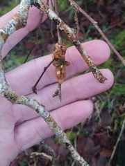 Hypocreopsis rhododendri