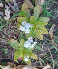 Myosotis sylvatica