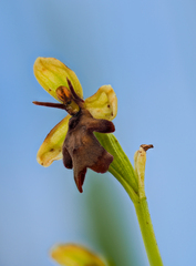 Ophrys insectifera