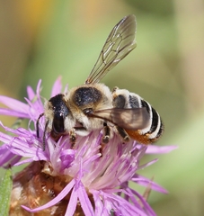 Megachile albisecta