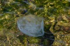 Rhizostoma pulmo
