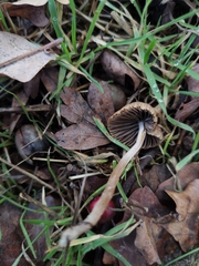 Psathyrella prona