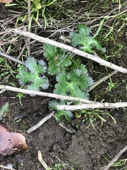 Sanicula crassicaulis