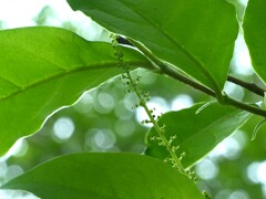 Antidesma acidum