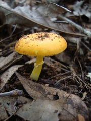 Amanita flavoconia