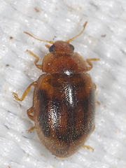 Rhyzobius chrysomeloides