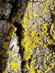 Candelaria concolor