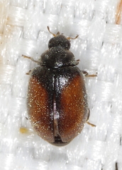 Scymnus suturalis