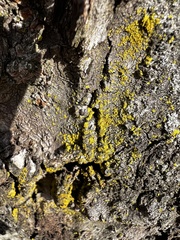 Candelaria concolor